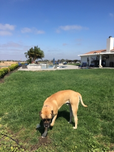 big cute mastiff